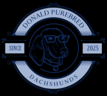 DONALD PUREBRED DACHSHUNDS